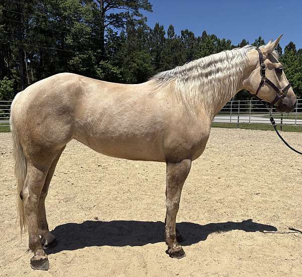 palomino-draft-mare