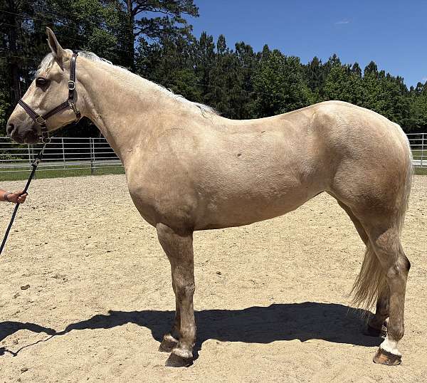 lesson-draft-palomino-horse