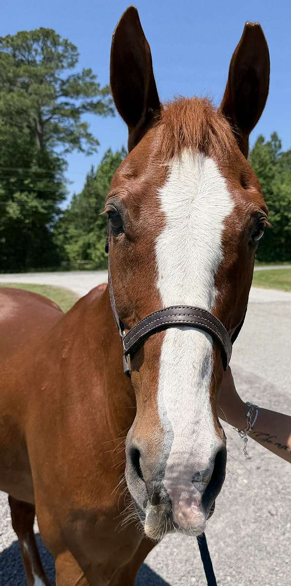 14-hand-quarter-horse-gelding