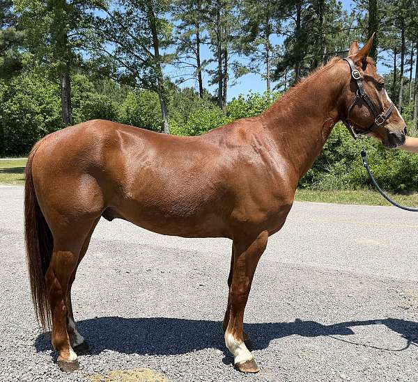 sorrel-gelding-for-sale