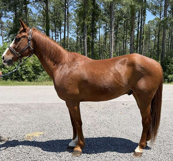 sorrel-quarter-horse-gelding