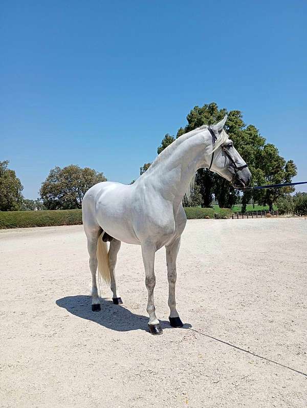 ambitious-andalusian-horse