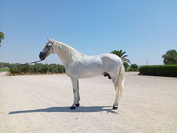 honest-andalusian-horse