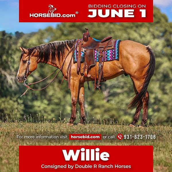all-around-quarter-horse