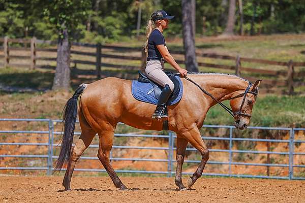 athletic-quarter-horse