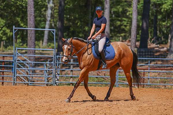 beginner-quarter-horse