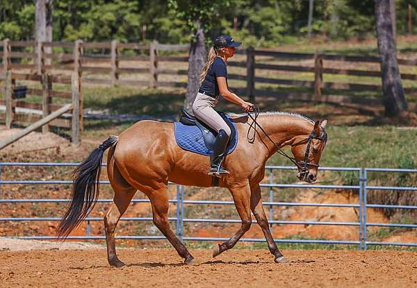 flashy-quarter-horse
