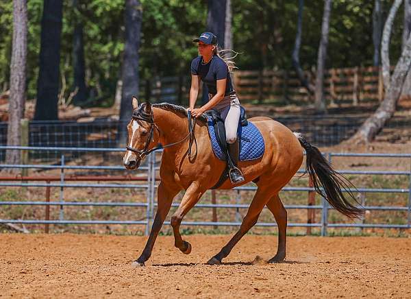 kid-safe-quarter-horse