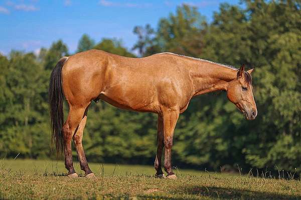 ridden-english-quarter-horse