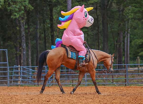 show-quarter-horse