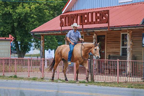 trail-quarter-horse