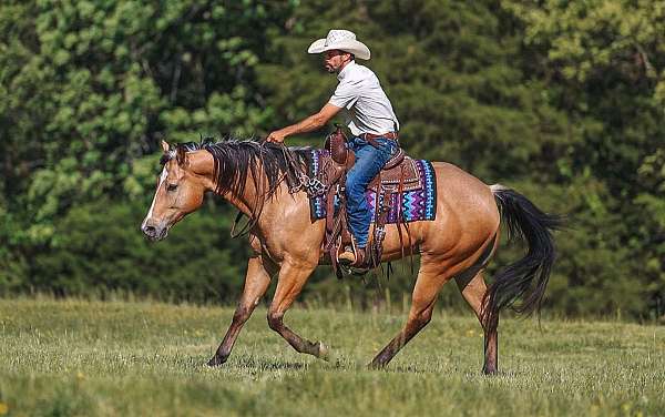 working-cattle-quarter-horse