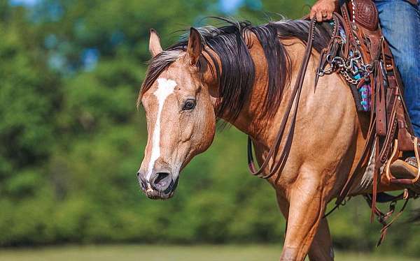 youth-quarter-horse