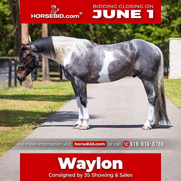 all-around-friesian-horse