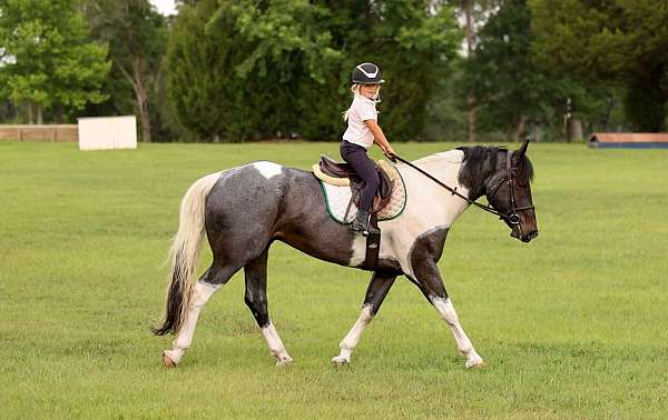 cross-friesian-horse