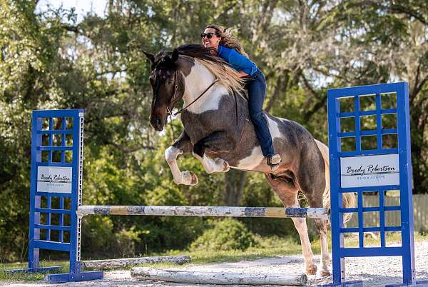 athletic-friesian-horse