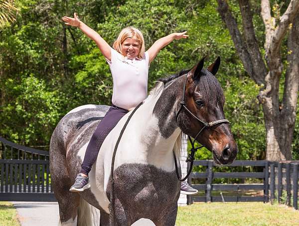 dressage-friesian-horse
