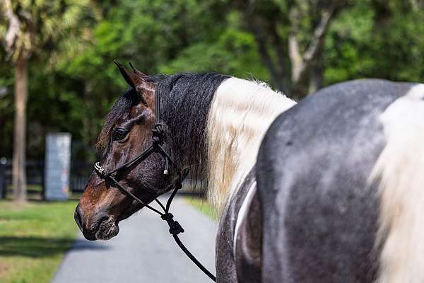 draft-friesian-horse