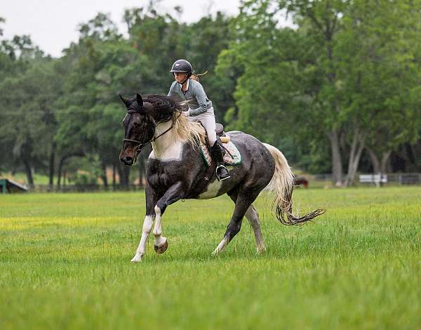 jumping-friesian-horse