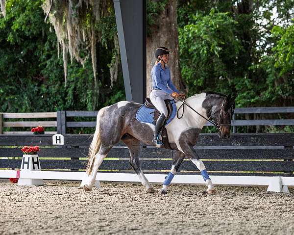ridden-english-friesian-horse