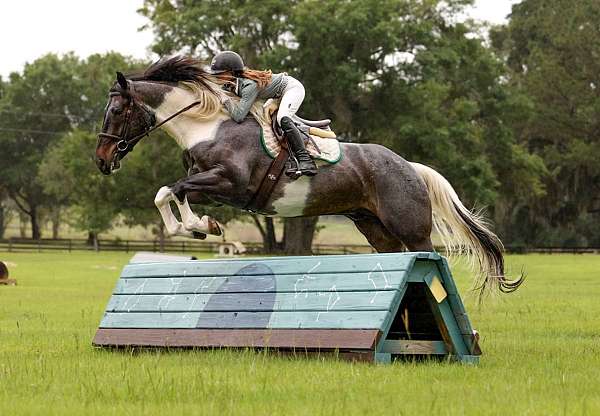 ridden-western-friesian-horse
