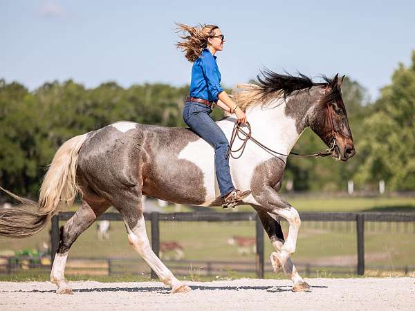 lesson-friesian-horse