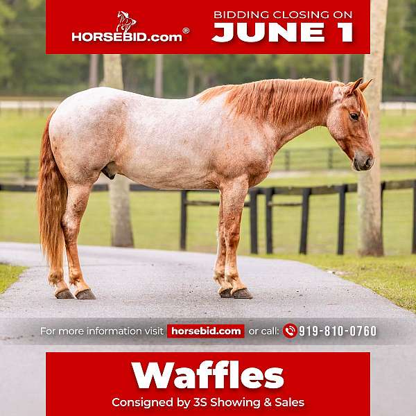 red-roan-friesian-for-sale