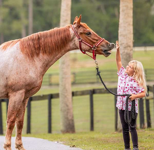 red-roan-friesian-horse