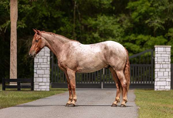 red-roan-friesian