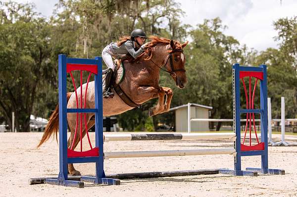 athletic-friesian-horse