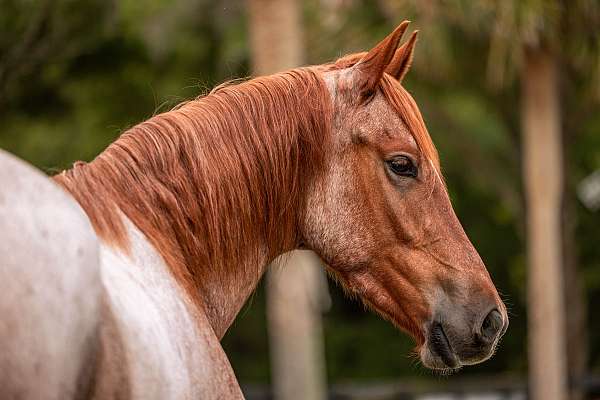 all-around-friesian-horse