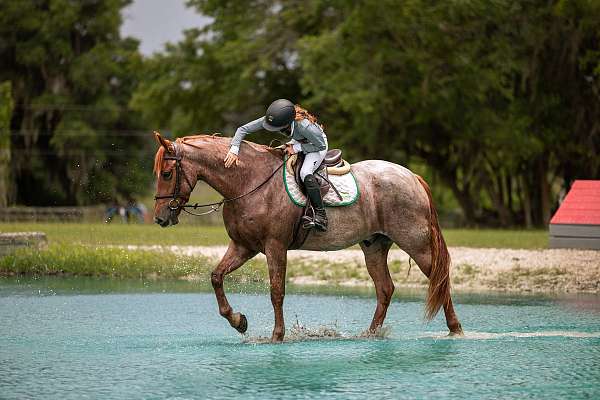 eventing-friesian-horse