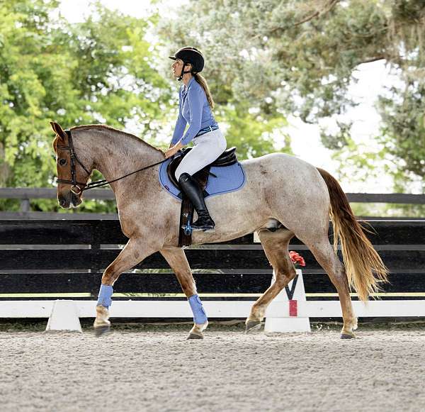 flashy-friesian-horse