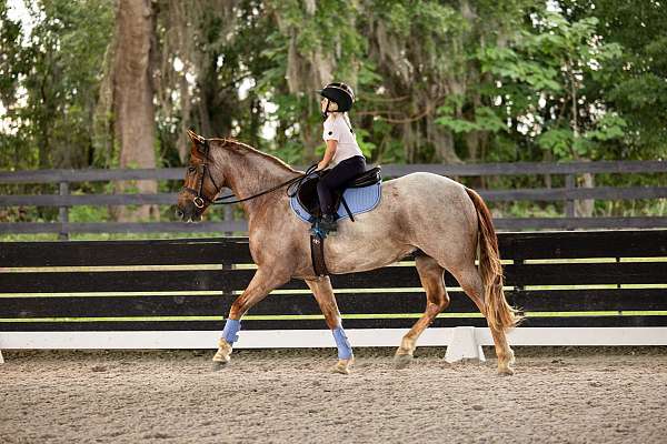 jumping-friesian-horse