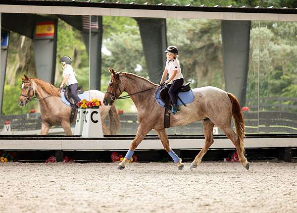 kid-safe-friesian-horse