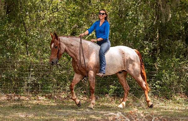 ranch-friesian-horse