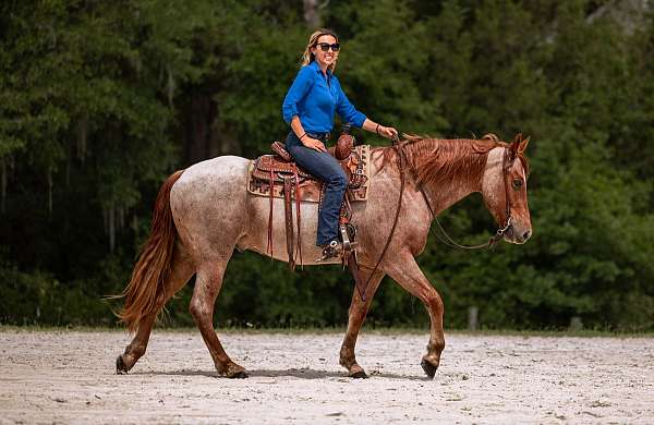 ranch-work-friesian-horse