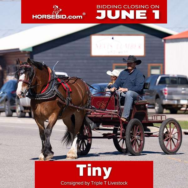 driving-belgian-percheron-horse