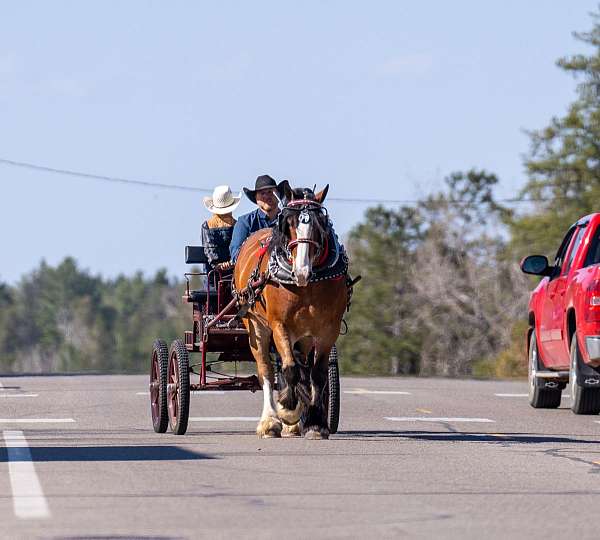 experienced-belgian-percheron-horse
