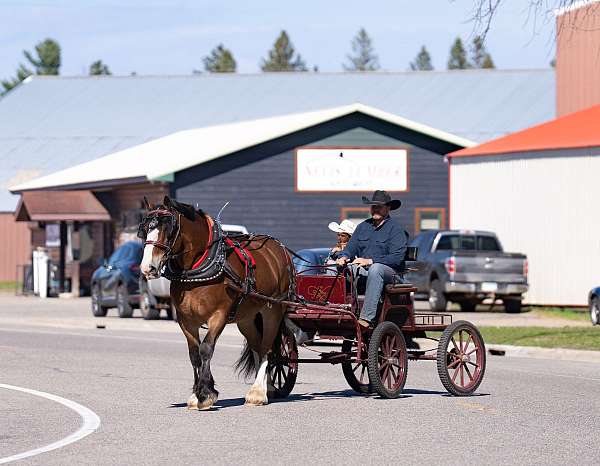 ranch-belgian-percheron-horse