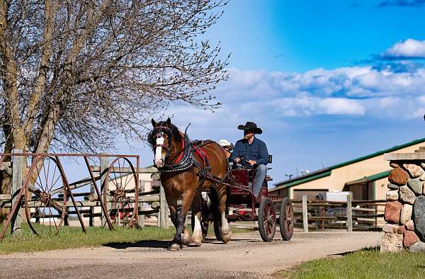 parade-belgian-percheron-horse