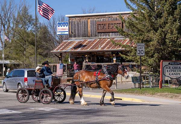 pleasure-driving-belgian-percheron-horse