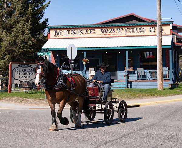 show-belgian-percheron-horse