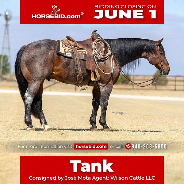 all-around-quarter-horse