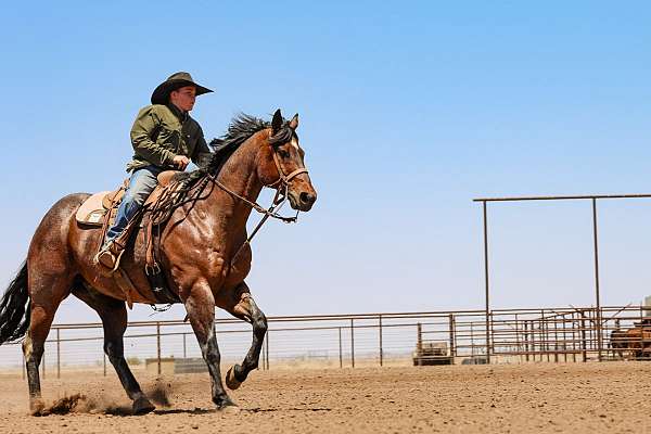 athletic-quarter-horse