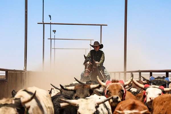 calf-roping-quarter-horse