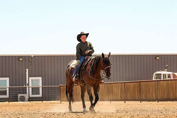 husband-safe-quarter-horse