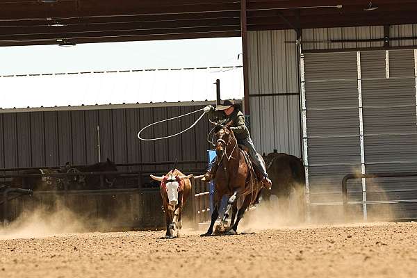 performance-quarter-horse