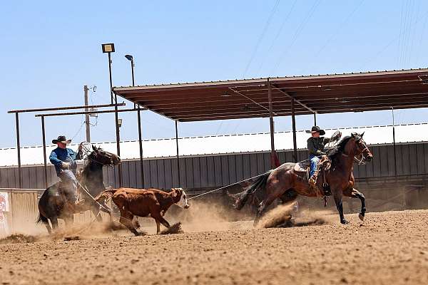 ranch-quarter-horse