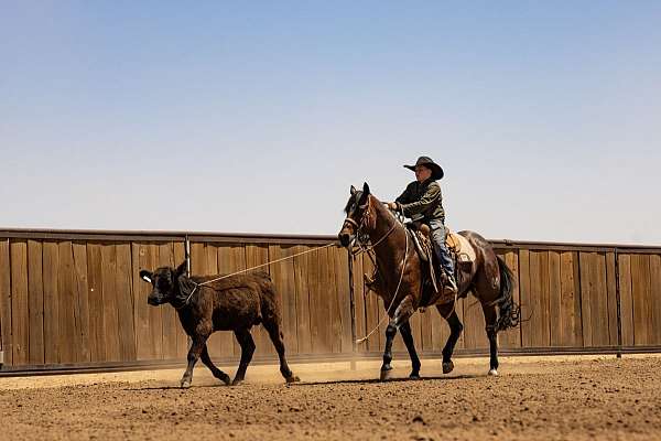 ranch-versatility-quarter-horse